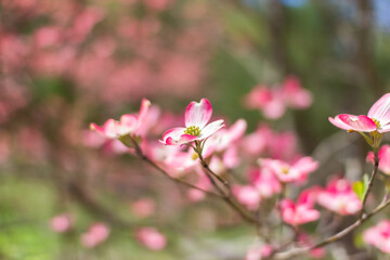 Blossoming dogwood against the sky. Flower of a pink dogwood close-up. Cornus florida rubra