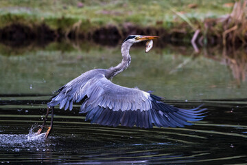 Graureiher (Ardea cinerea) mit Beute