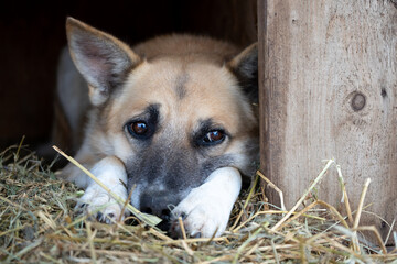 Portrait of a sad, bored dog