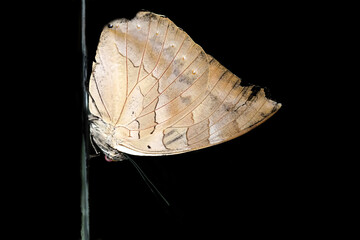 Moth butterfly isolated on black background