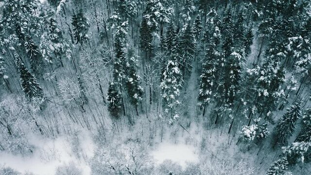 Forest in winter. 45 degrees angle view from slowly flying drone. Treetops ant snow visible. Slightly color graded. Cloudy day.