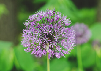Purple allium lucy ball flowers field. Spring garden design with perennial violet plants.