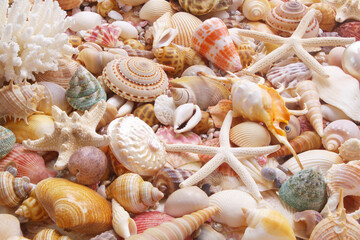 Seashells and sea stars as background.	