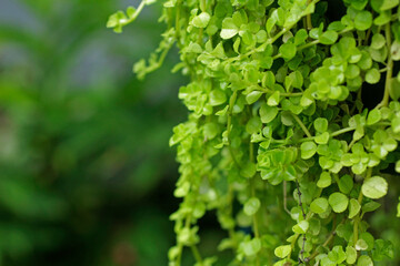 Fototapeta na wymiar green leaves background as a border in the garden