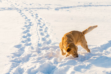 Golden Retriever at the snow background.Cold winter sunset evening.