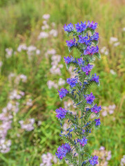 Echium vulgare