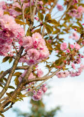 Fototapeta premium Romantic wedding or gift card background with sakura blossoms in a spring. Beautiful gentle pink flowers under sunlight
