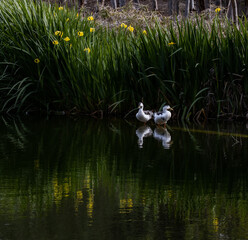 ducks in the pond