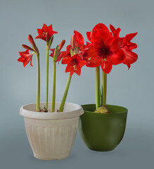 Blooming two red  Hippeastrum (amaryllis)    on gray background