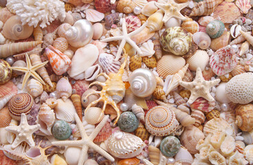 Seashell background, lots of seashells with starfishes