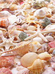 Seashell background, lots of seashells with starfishes