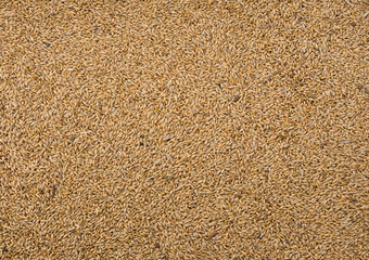 Barley grains as a background