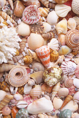 Fototapeta na wymiar Seashells and corals background, sea shells collection