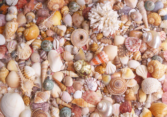Seashells and corals background, sea shells collection