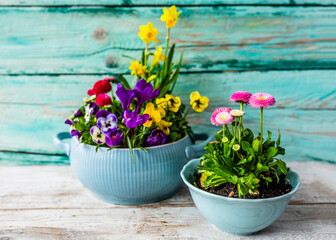 The first spring daffodils and pansy flowers. 