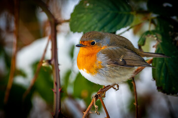 side view of an european robin redbreast with puffed up feathers, that sits on a twig and looking into the camera at winter.