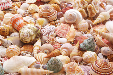 Seashells as background, sea shells collection