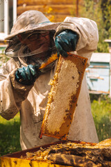 The beekeeper holds a frame with honey and bees in his hands. Work in the apiary