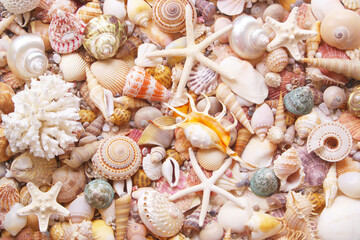 Seashell background, lots of seashells with starfishes