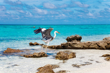 Large Bird on Maldive Island Sand Beach