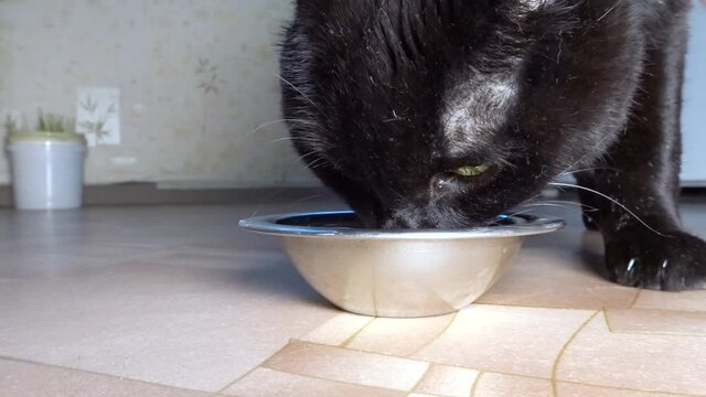 A black cat lapping milk from a stainless steel bowl. Animal nutrition.