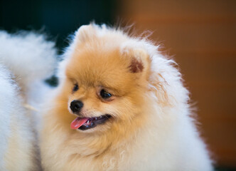 Portrait of a beautiful fluffy Pomeranian dog