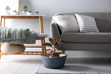 Folded knitted blanket on bench near sofa indoors. Home interior