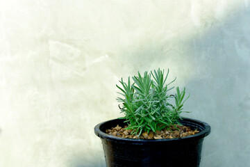 lavender plants in potted. Homegrown and aromatic herbs Fresh herbs from garden in pots. Copy space