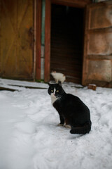 Black cat in the snow. 