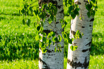 Fresh leaves of Russian birch