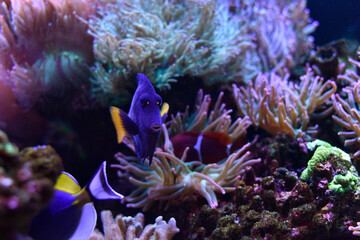 Wonderful and beautiful underwater world with corals and tropical fish closeup