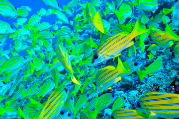 Blue-striped Snapper, Lutjanus kasmira, Coral Reef, North Ari Atoll, Maldives, Indian Ocean, Asia