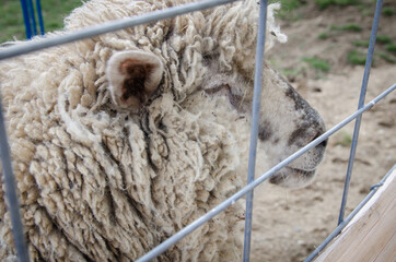 Naklejka na ściany i meble Sheep's face behind fence - locked animal