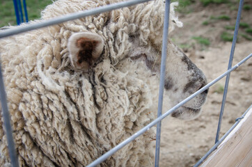 Sheep's face behind fence - locked animal