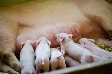 Piglets nursing - many baby pigs