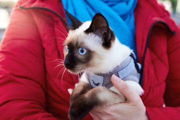 Mekong Bobtail kitten in the woman's arms on the street