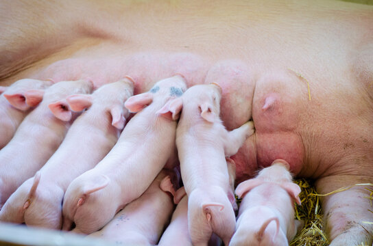 Piglets Nursing - Many Baby Pigs