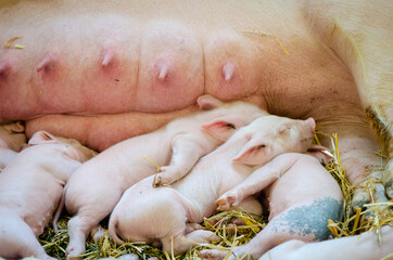 Piglets nursing - many baby pigs sleeping