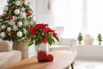 Beautiful poinsettia on wooden table in living room, space for text. Traditional Christmas flower