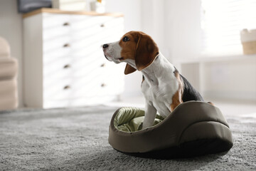 Cute Beagle puppy in dog bed at home. Adorable pet