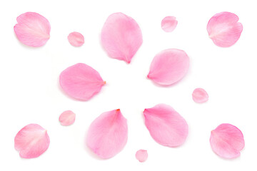 桜 花びら ピンク 春 白背景