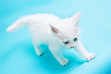 Small white kitten with blue and green eyes walking on blue background