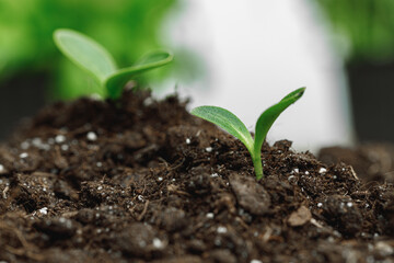 Small sprout of a growing plant in soil close up