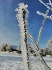 snow covered branches