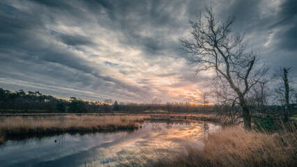 sunrise with colorful clouded sky above a fen with a bare tree and reet in the foreground, in the Hatertse Vennen, Nijmegen, The Netherlands