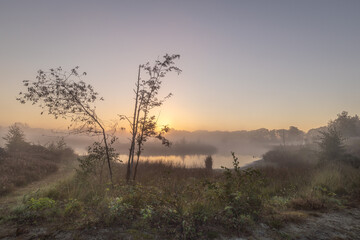Naklejka premium colorful sunrise above a fen with a young tree and some grass in the foreground, in the Hatertse Vennen, Nijmegen, The Netherlands