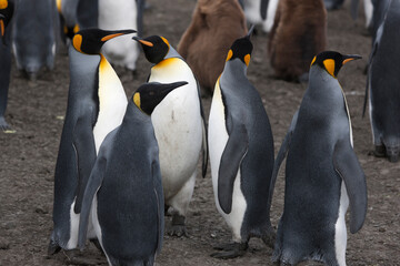 South Georgia group of king penguins on a sunny winter day 