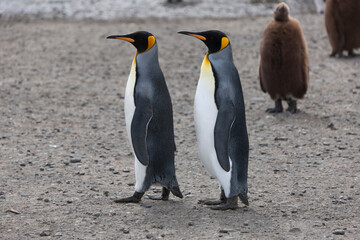 South Georgia group of king penguins on a sunny winter day 