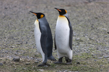 South Georgia group of king penguins on a sunny winter day 