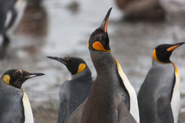 South Georgia portrait of a royal penguin on a sunny winter day 